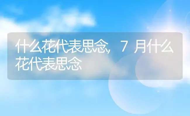 什么花代表思念,7月什么花代表思念 | 养殖常见问题