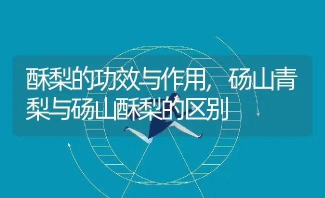 酥梨的功效与作用,砀山青梨与砀山酥梨的区别 | 养殖常见问题