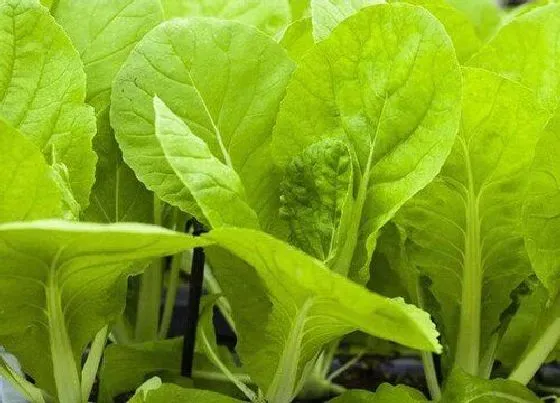 植物常识问题|小白菜种植的方法与时间（小白菜收获时间及管理技术）