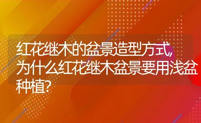 红花继木的盆景造型方式,为什么红花继木盆景要用浅盆种植？ | 养殖常见问题