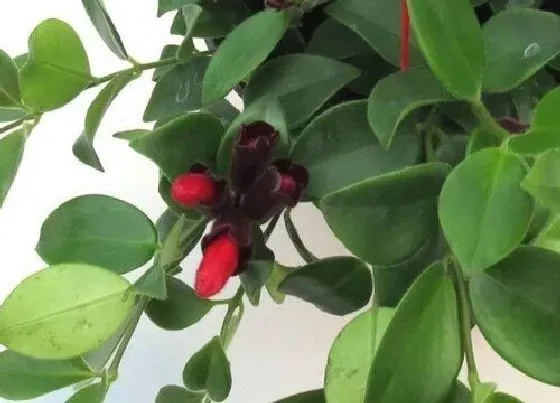 植物常识问题|口红吊兰怎么养殖好养