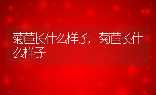 菊苣长什么样子,菊苣长什么样子 | 养殖常见问题