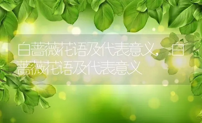 白蔷薇花语及代表意义,白蔷薇花语及代表意义 | 养殖常见问题