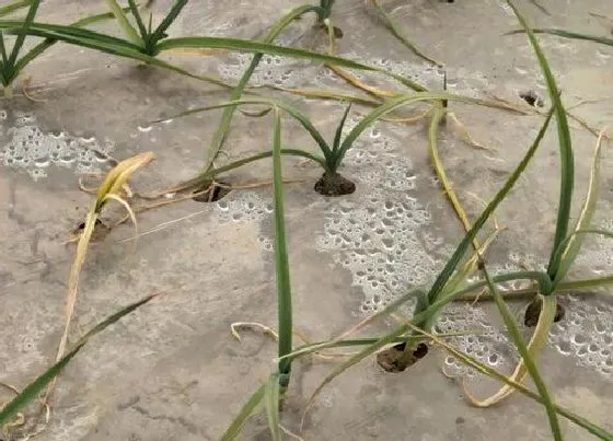 植物常识问题|大蒜什么时候种植最佳时间 几月份是大蒜最佳栽种时期