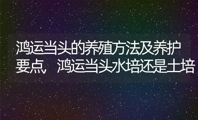 鸿运当头的养殖方法及养护要点,鸿运当头水培还是土培 | 养殖常见问题