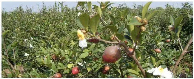 油茶品种介绍 | 农业常识