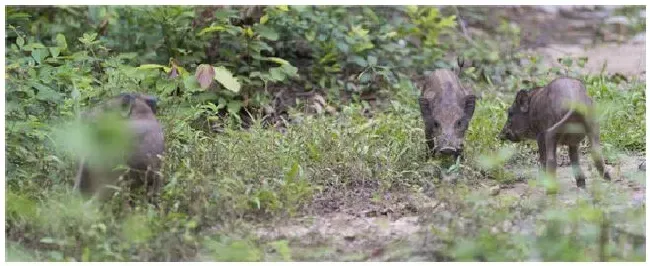 野生獾猪可以吃吗 | 农业答疑