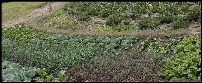 杀菌剂的分类和作用 | 三农答疑