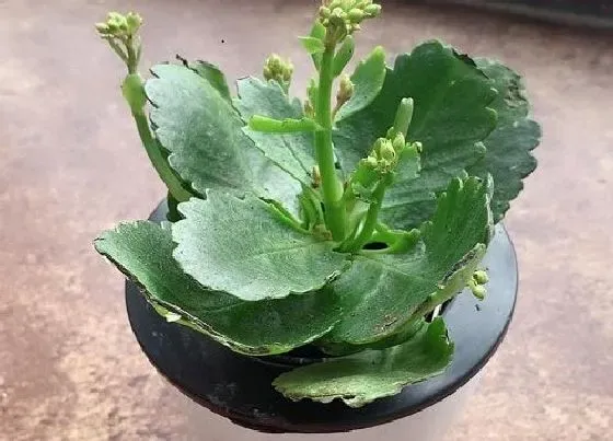 植物常识问题|网上购买的长寿花为啥都是软皮盆