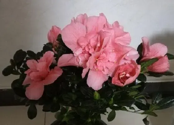 植物常识问题|杜鹃花如何修剪狂开花