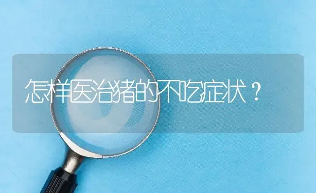 怎样医治猪的不吃症状? | 养殖问题解答