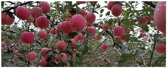 分析甘肃省天水市花牛苹果品质独特优良的原因 | 农业问题