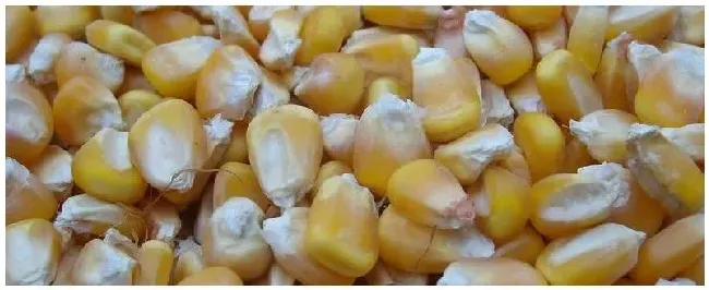 100斤玉米配多少麸皮和豆粕 | 三农问答