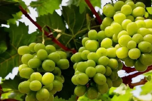 植物常识问题|葡萄品种排名 中国最好吃的葡萄品种排行榜