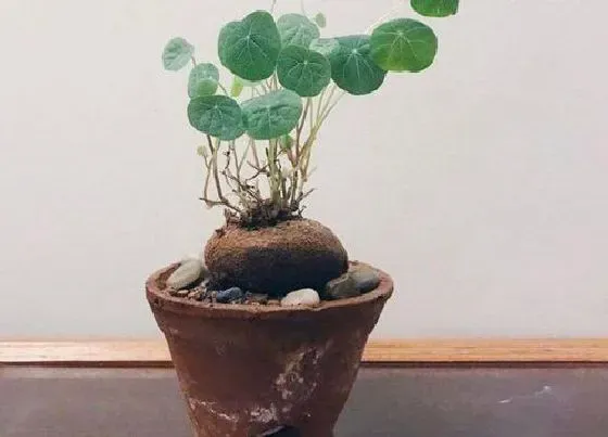 植物常识问题|山乌龟多少度能过冬天（冬季养殖温度及耐寒越冬最低温）