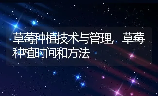草莓种植技术与管理,草莓种植时间和方法 | 养殖常见问题