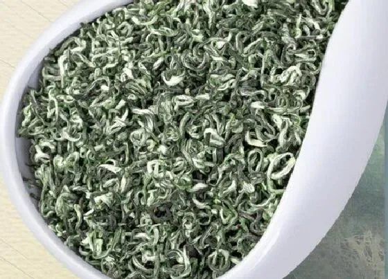 植物常识问题|碧螺春的功效与作用