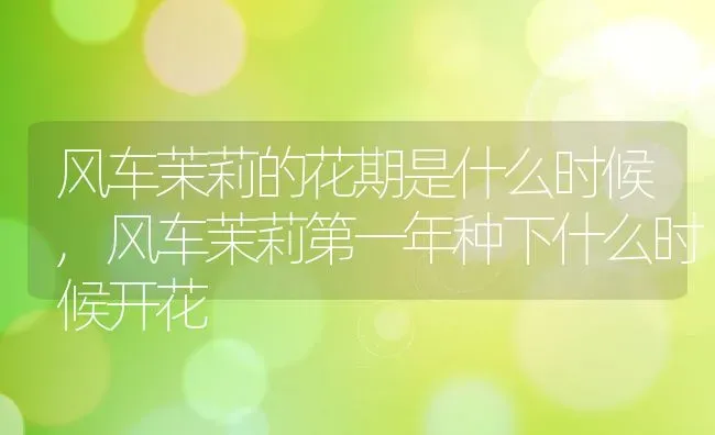 风车茉莉的花期是什么时候,风车茉莉第一年种下什么时候开花 | 养殖常见问题