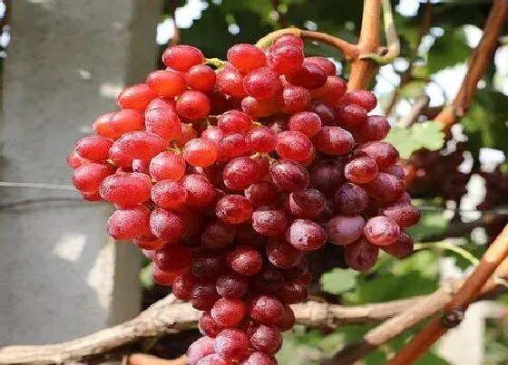 植物常识问题|葡萄和提子是一个品种吗 是同一种水果吗