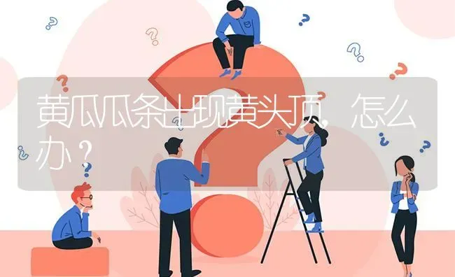 黄瓜瓜条出现黄头顶,怎么办? | 养殖问题解答