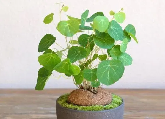 植物常识问题|山乌龟多少度能过冬天（冬季养殖温度及耐寒越冬最低温）