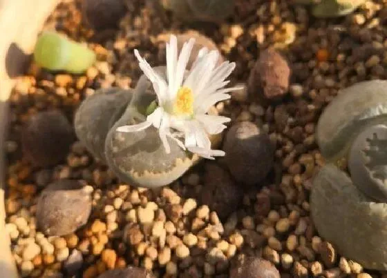 植物常识问题|多肉小苗怎么养护根系更发达