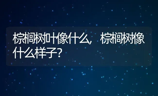 棕榈树叶像什么,棕榈树像什么样子？ | 养殖常见问题