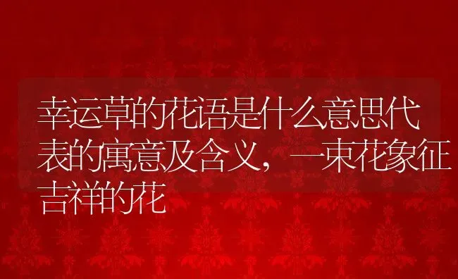 幸运草的花语是什么意思代表的寓意及含义,一束花象征吉祥的花 | 养殖常见问题