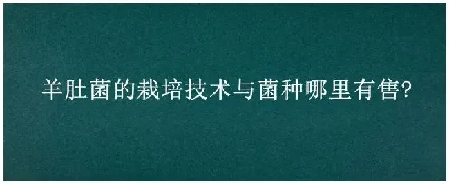 羊肚菌的栽培技术与菌种哪里有售? | 农业答疑