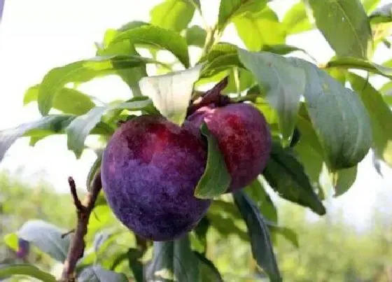 植物常识问题|红布朗是什么水果 有什么营养价值