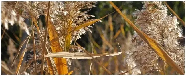 玉米田芦苇草用什么除草剂 | 科普知识