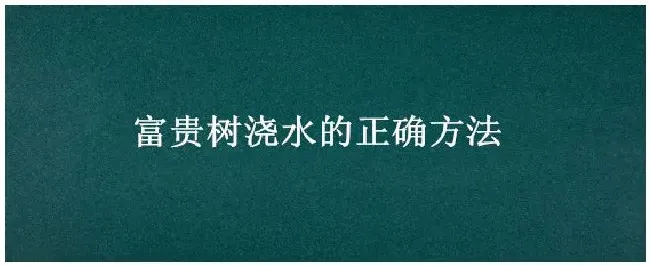 富贵树浇水的正确方法 | 科普知识