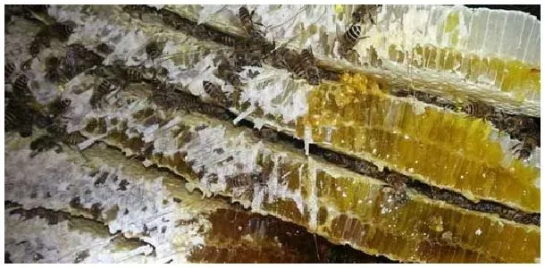 土蜂什么时候割蜜最好？ | 科普知识