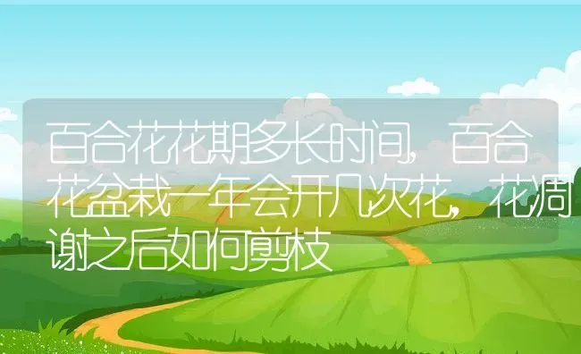 百合花花期多长时间,百合花盆栽一年会开几次花，花凋谢之后如何剪枝 | 养殖常见问题