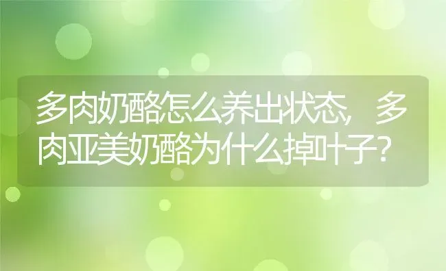 多肉奶酪怎么养出状态,多肉亚美奶酪为什么掉叶子？ | 养殖常见问题