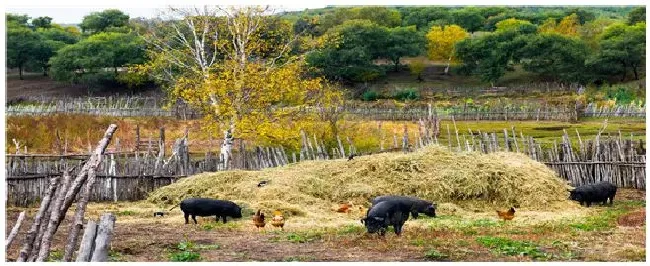 肉眼怎么看猪重量 | 生活常识