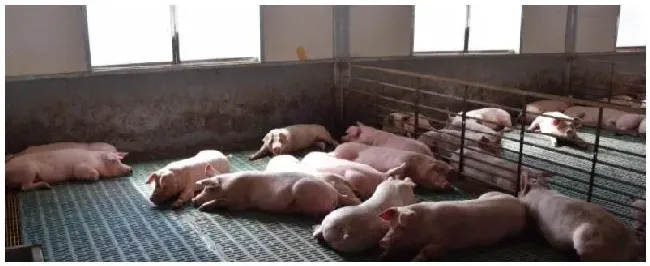 猪用电热板一般多少瓦用什么材质的好 | 农业问题