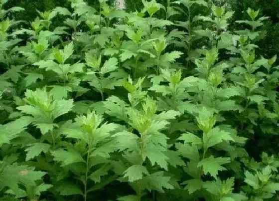 植物常识问题|艾叶长什么样子 正宗艾草叶的样子图片