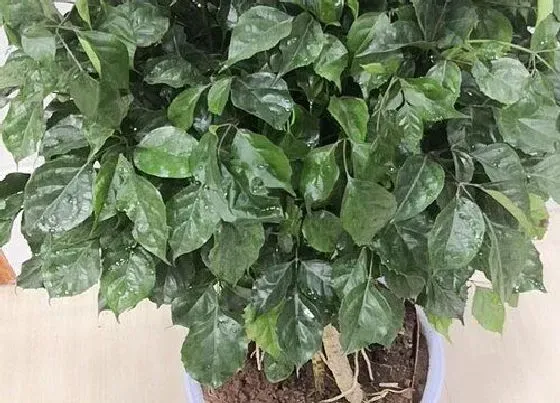 植物常识问题|丛生幸福树和独杆幸福树的区别