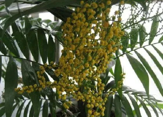 植物常识问题|富贵椰子适合室内养吗