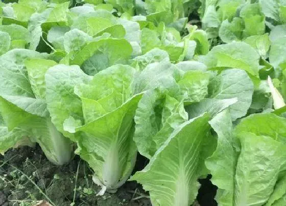 植物常识问题|小白菜种植的方法与时间（小白菜收获时间及管理技术）