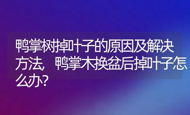 鸭掌树掉叶子的原因及解决方法,鸭掌木换盆后掉叶子怎么办？ | 养殖常见问题