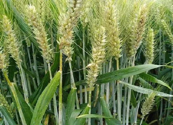 植物常识问题|早熟小麦有哪些品种 优质的小麦早熟高产品种