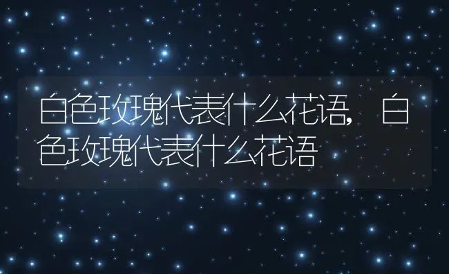 白色玫瑰代表什么花语,白色玫瑰代表什么花语 | 养殖常见问题