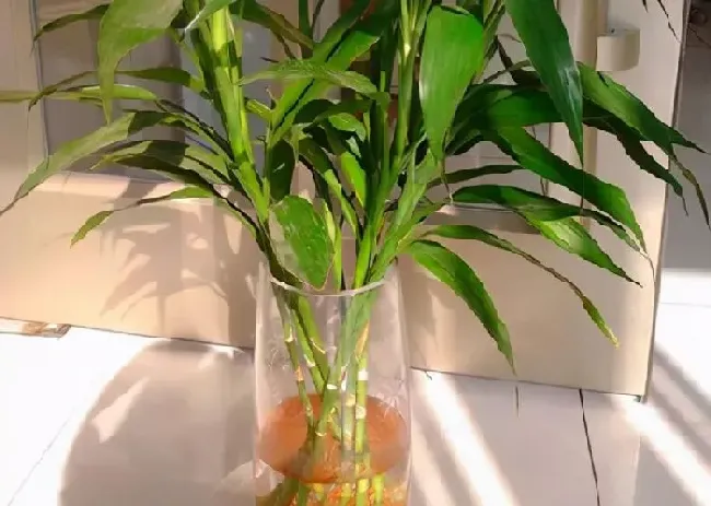 植物常识问题|富贵竹和观音竹的区别