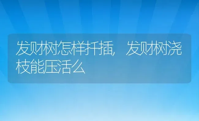 发财树怎样扦插,发财树浇枝能压活么 | 养殖常见问题