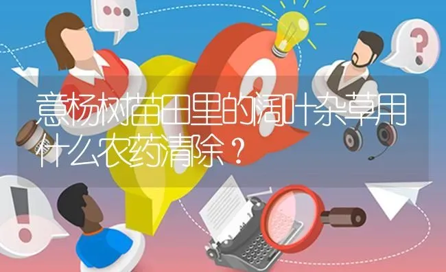 意杨树苗田里的阔叶杂草用什么农药清除? | 养殖问题解答