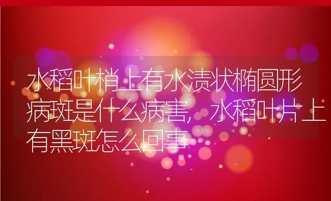 水稻叶梢上有水渍状椭圆形病斑是什么病害,水稻叶片上有黑斑怎么回事 | 养殖常见问题