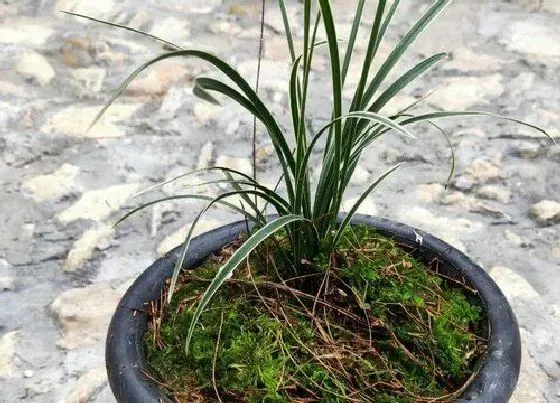 植物常识问题|兰花叶片暗淡无光需要怎么进行养护