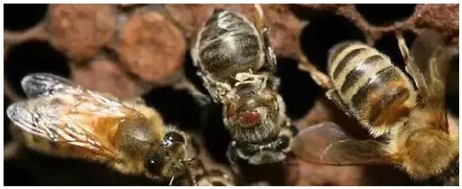 治蜂螨最好的药是什么？ | 三农问答